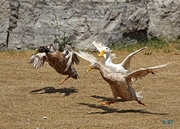 Indian Runner Ducks